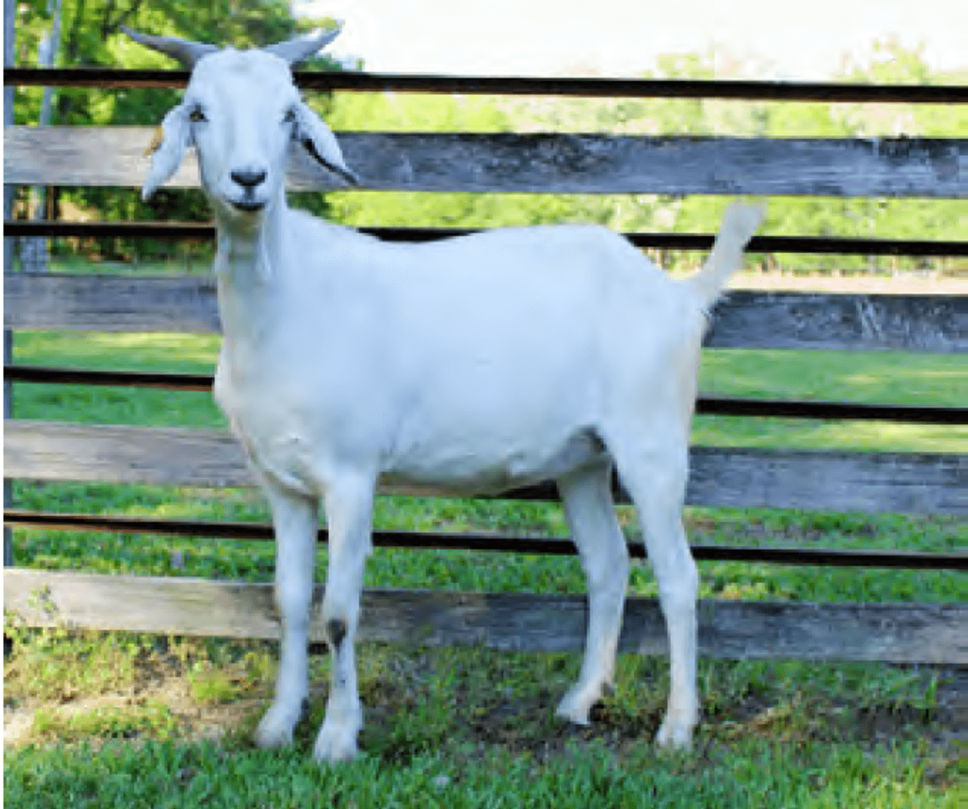 Image for 2023 Heritage Kiko Showcase Sale