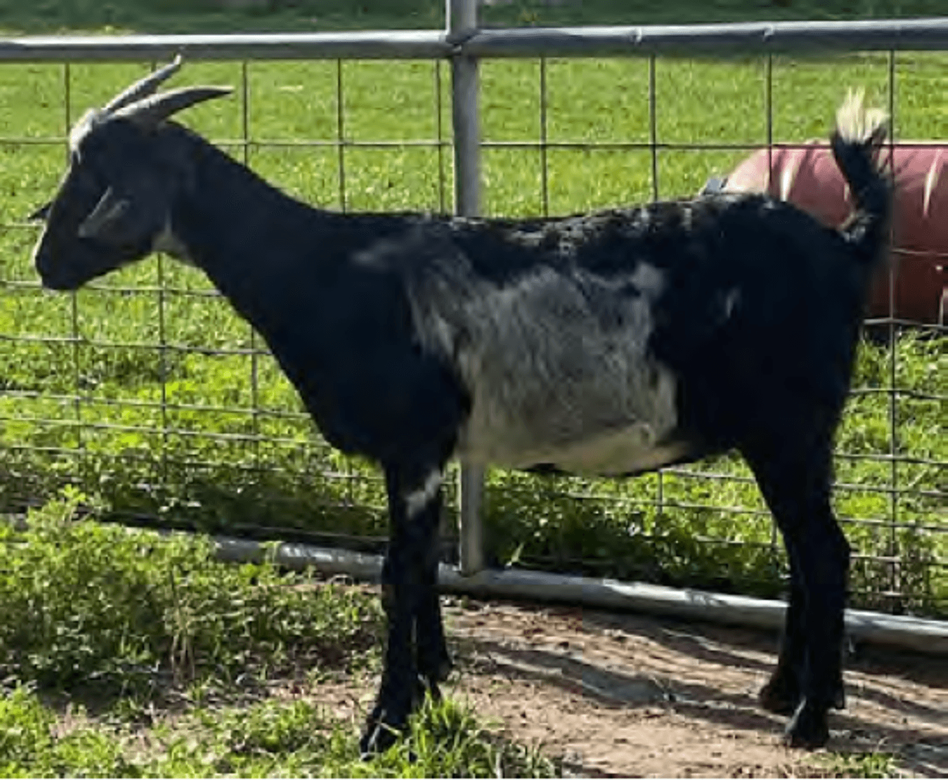 Image for 2023 Heritage Kiko Showcase Sale