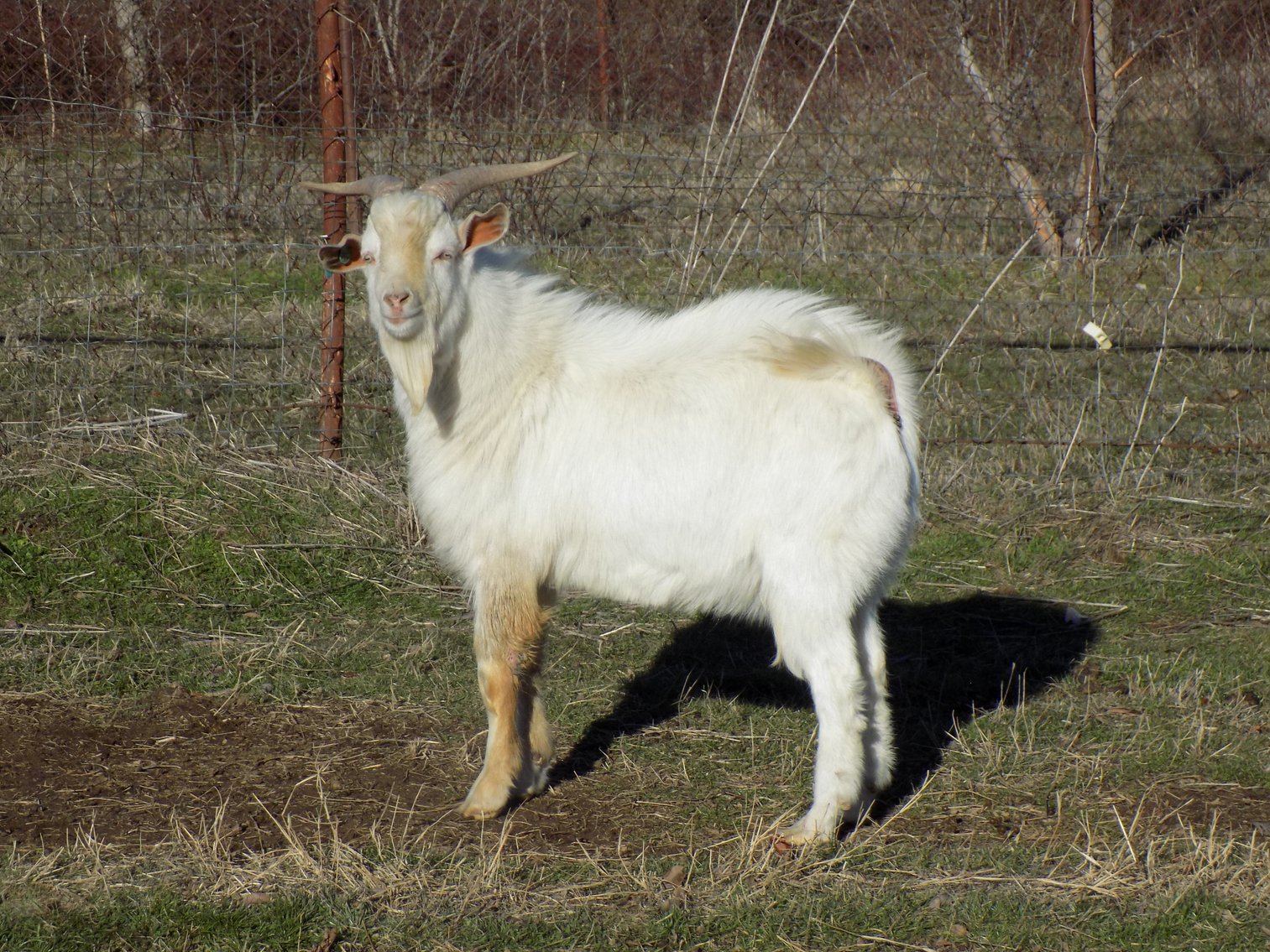 Image for 2023 Goat Days of Summer