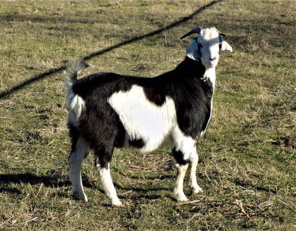 Image for 2023 Goat Days of Summer