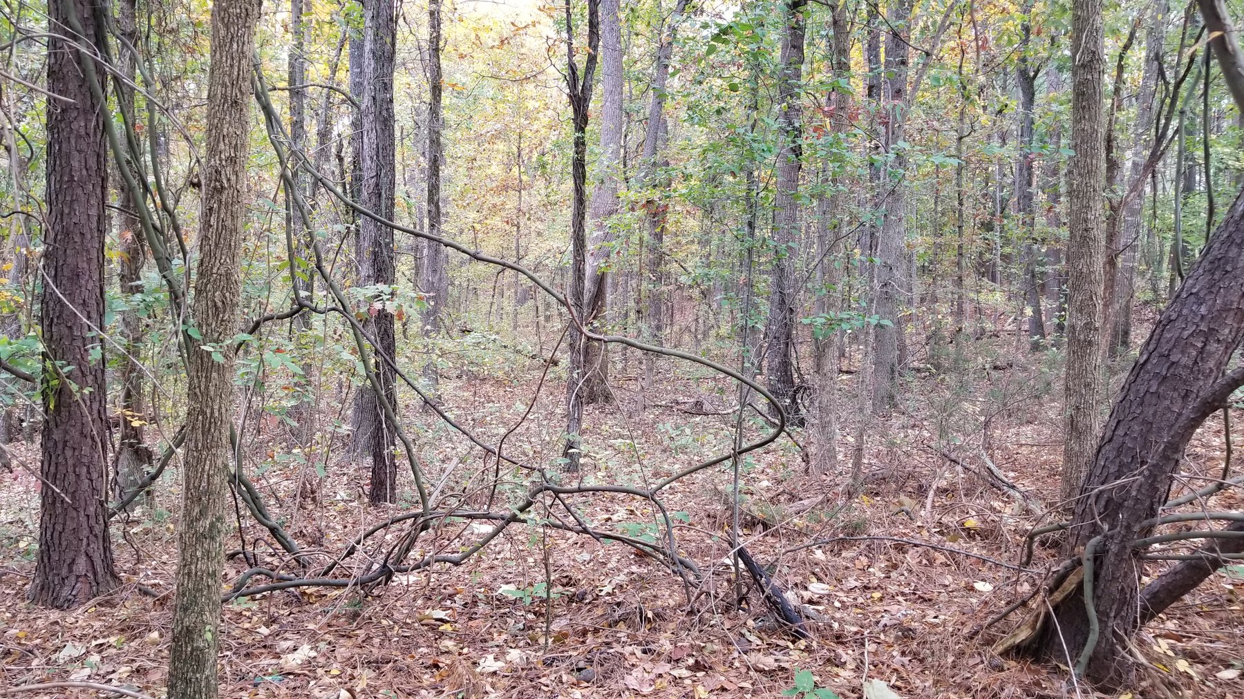 Image for Property #301: Stockbridge, GA: 3.2± Acre Commercial Lot at Davidson Parkway, Stockbridge, GA 30281 (Clayton County)