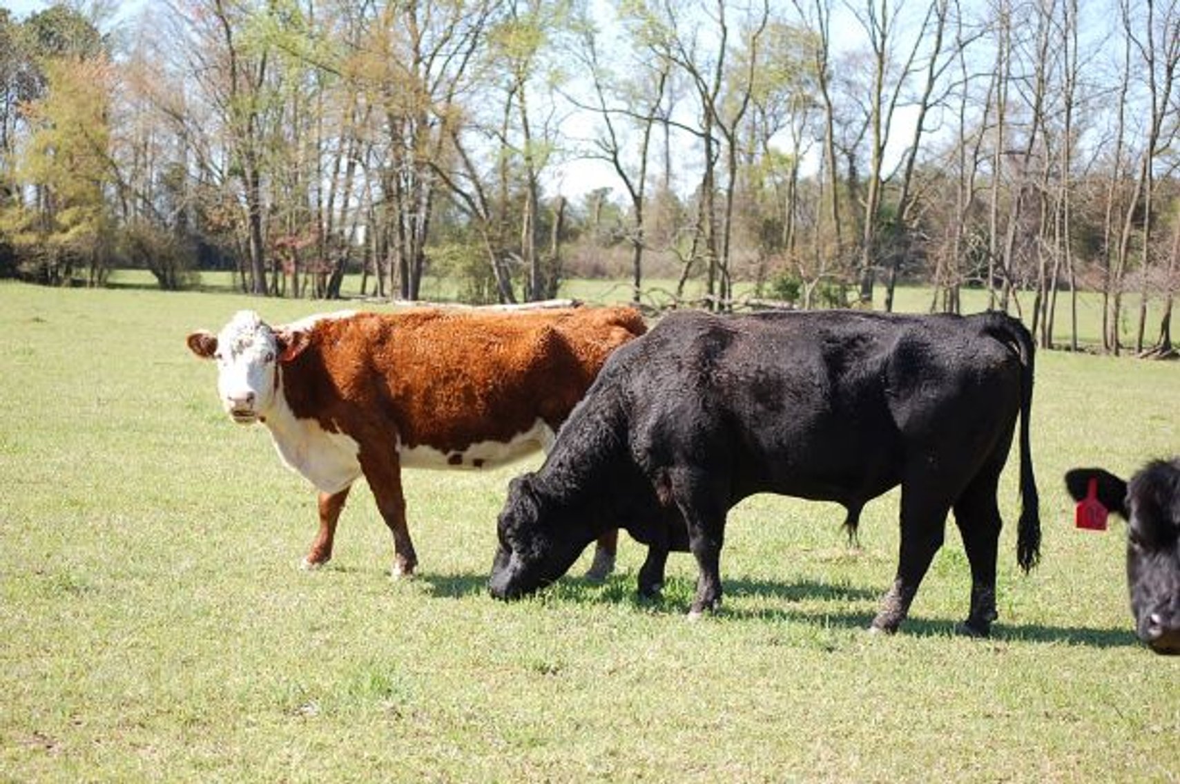 Image for CATTLE AUCTION