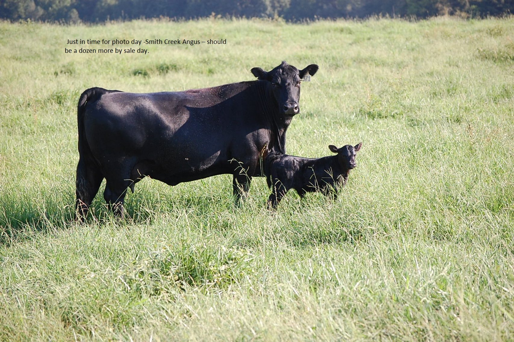 Image for CATTLE AUCTION