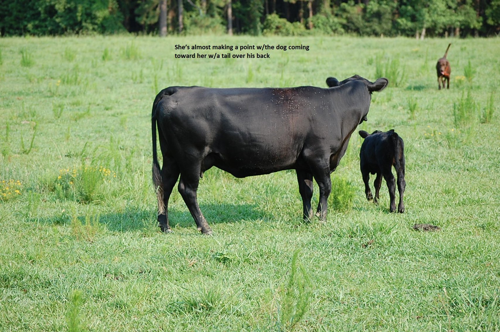 Image for CATTLE AUCTION