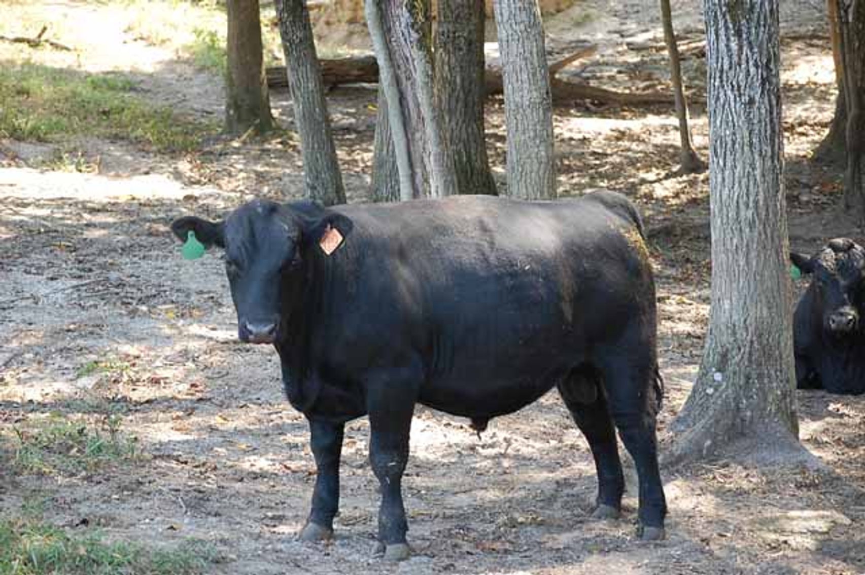Image for Edgewood Performance Tested Bull Sale