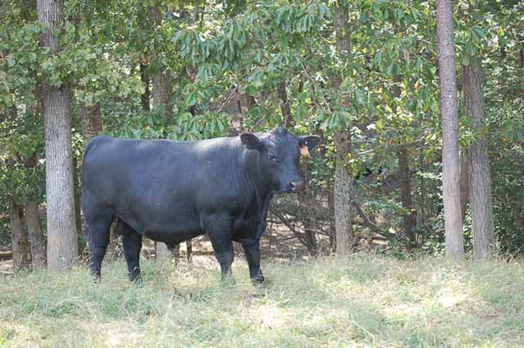 Image for Edgewood Performance Tested Bull Sale