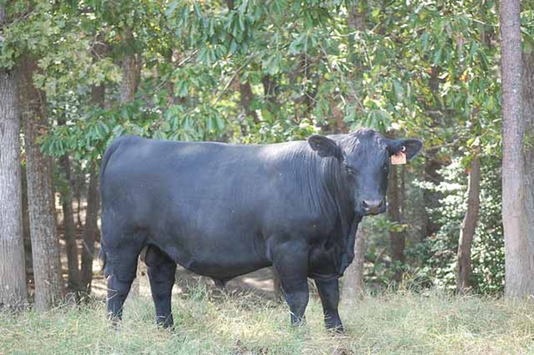 Image for Edgewood Performance Tested Bull Sale