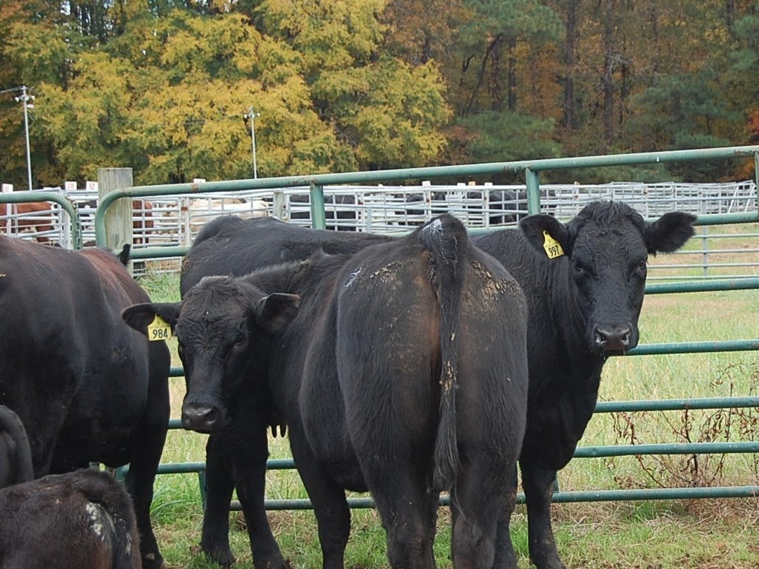 Image for 20th  ANNUAL E.B. & SHANE HARRIS INFLUENCE FEMALE & BULL SALE