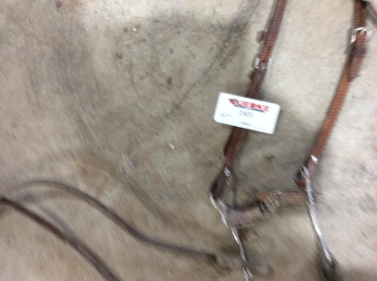 Bridle