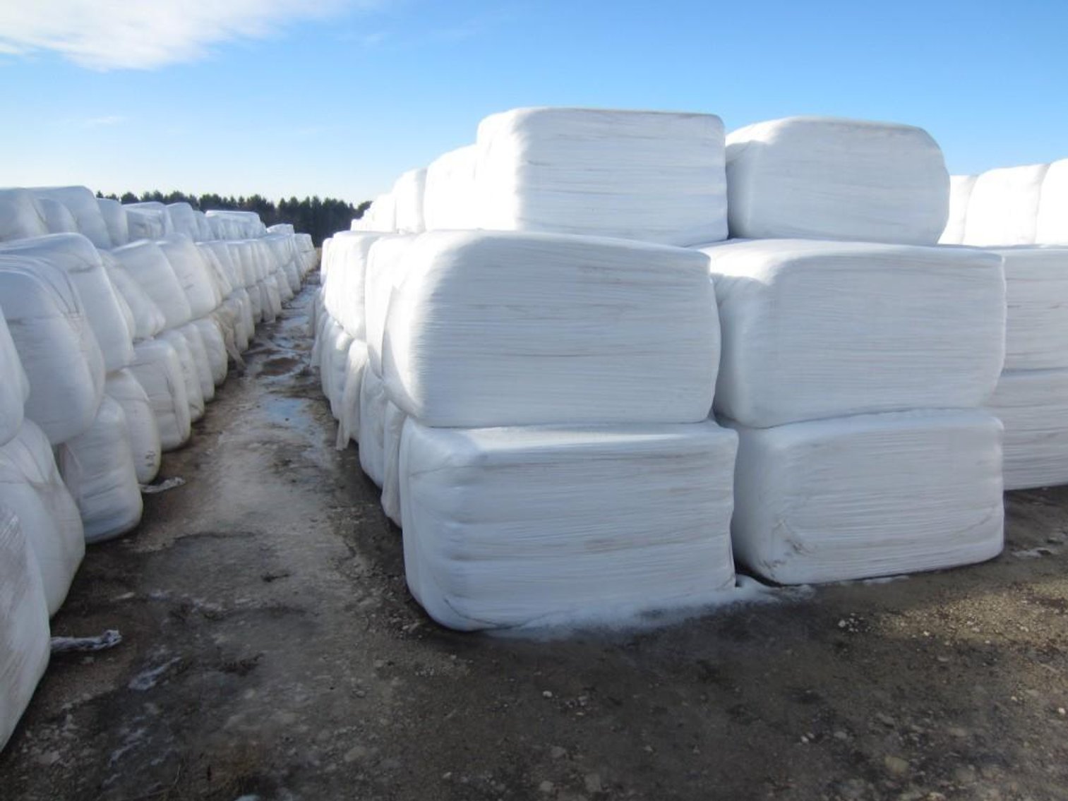 Approx. 10 Ton of (18) Bales of Second Crop Balage - Bid by the Ton