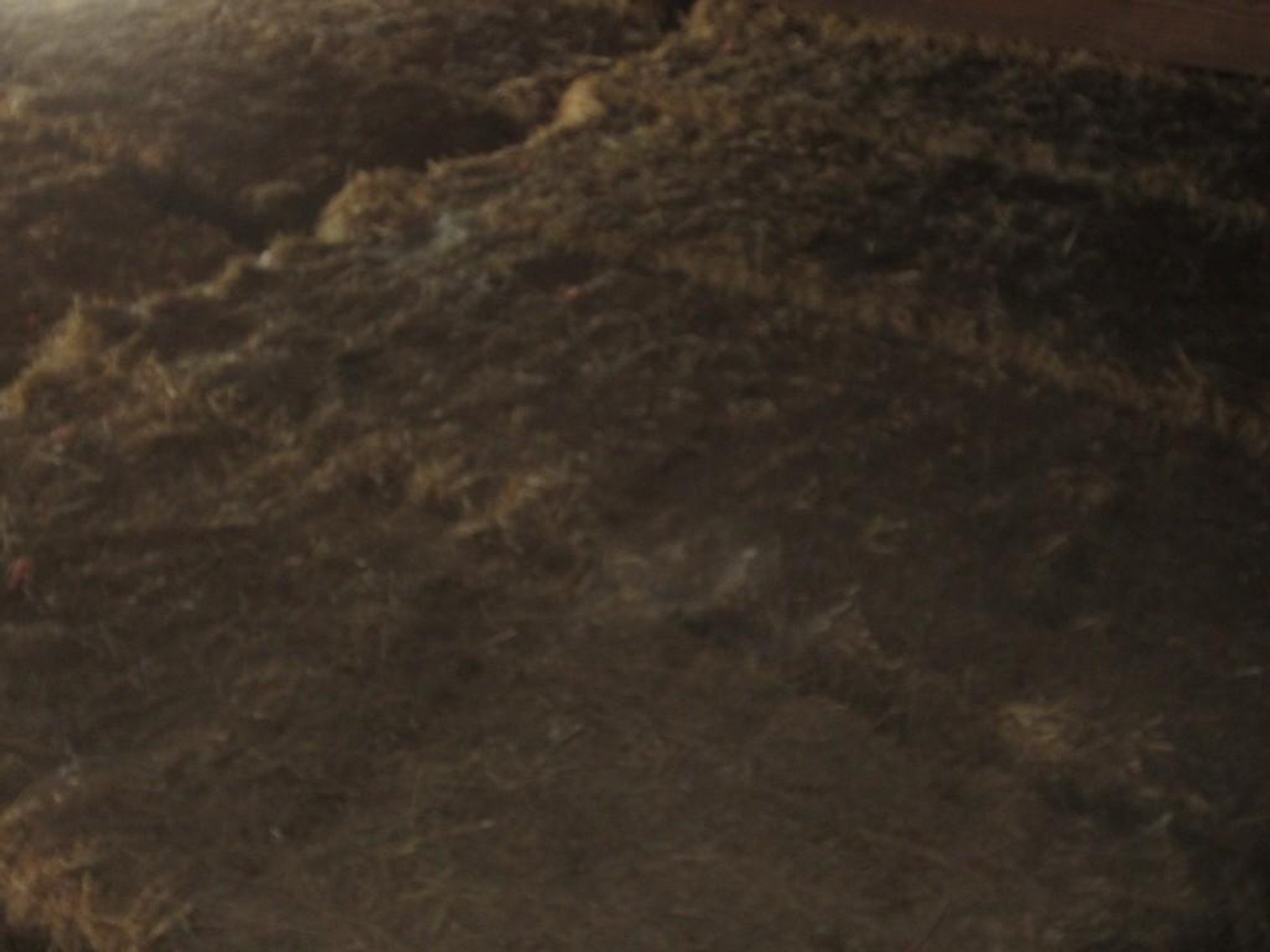 REMOVED PER SELLER (10) Second Crop Dry Hay Bales