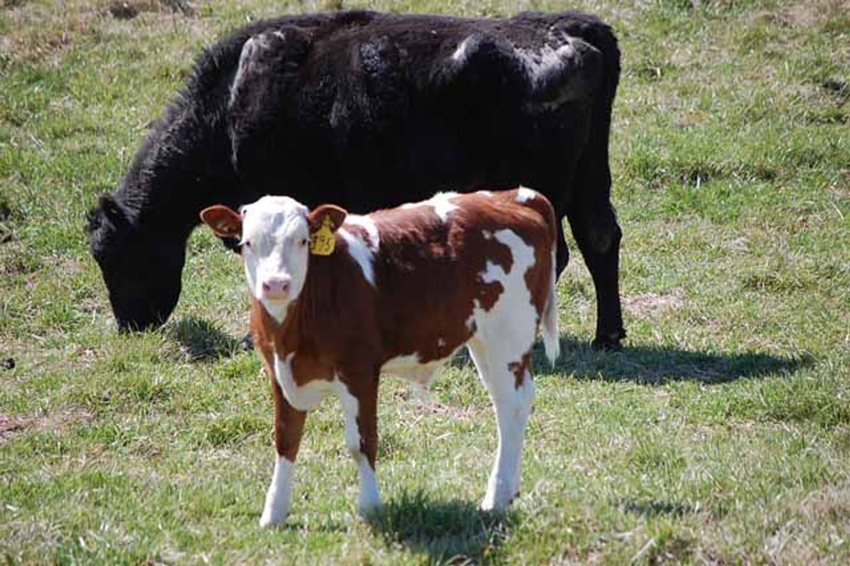 Image for CATTLE AUCTION