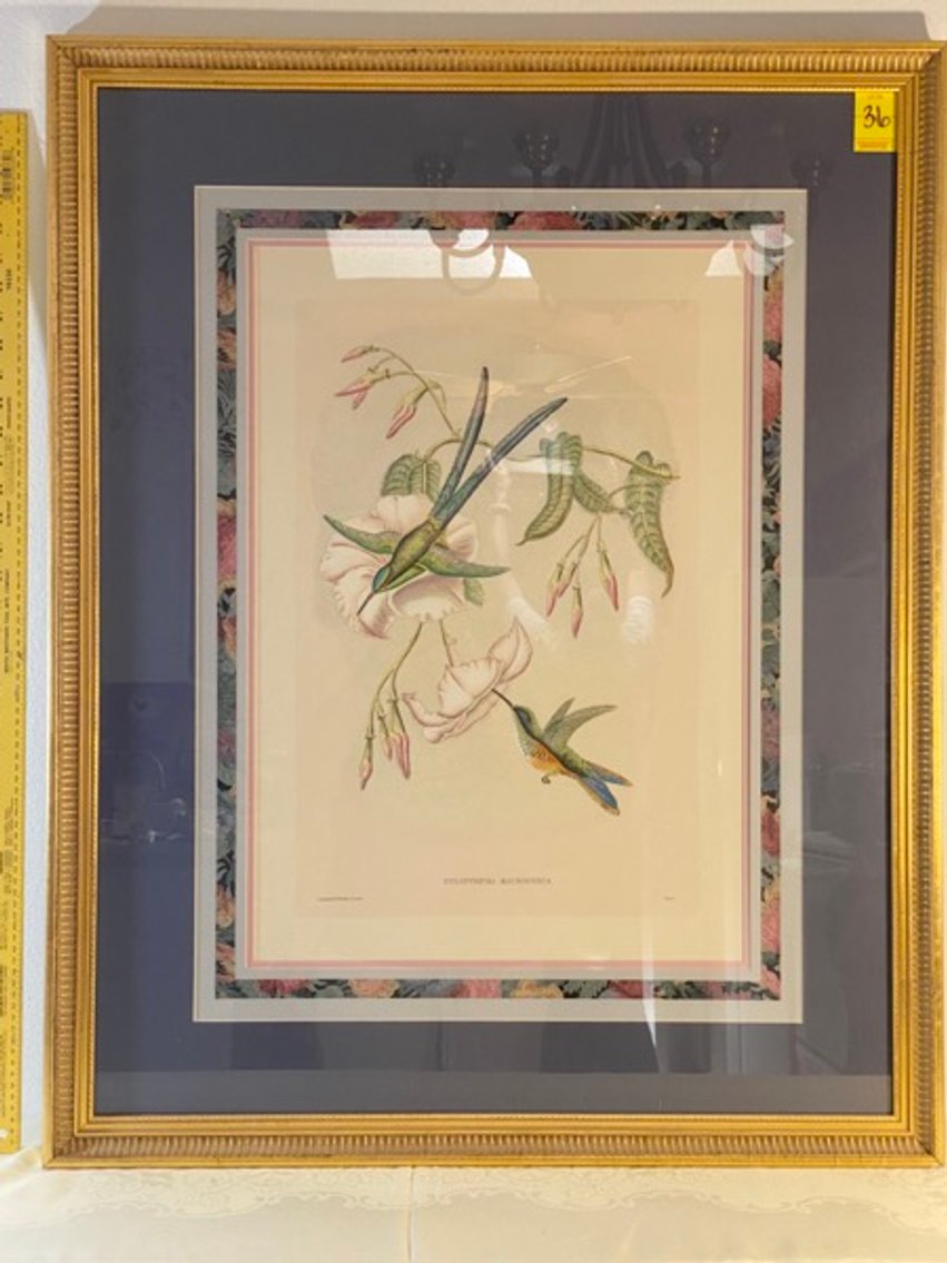2: Hylonympha Macrocerca Hummingbird Print