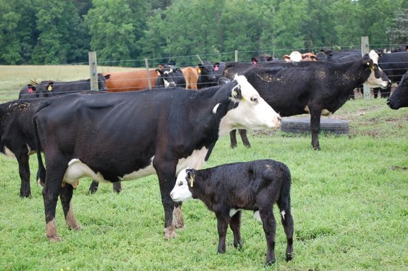 Image for CATTLE AUCTION