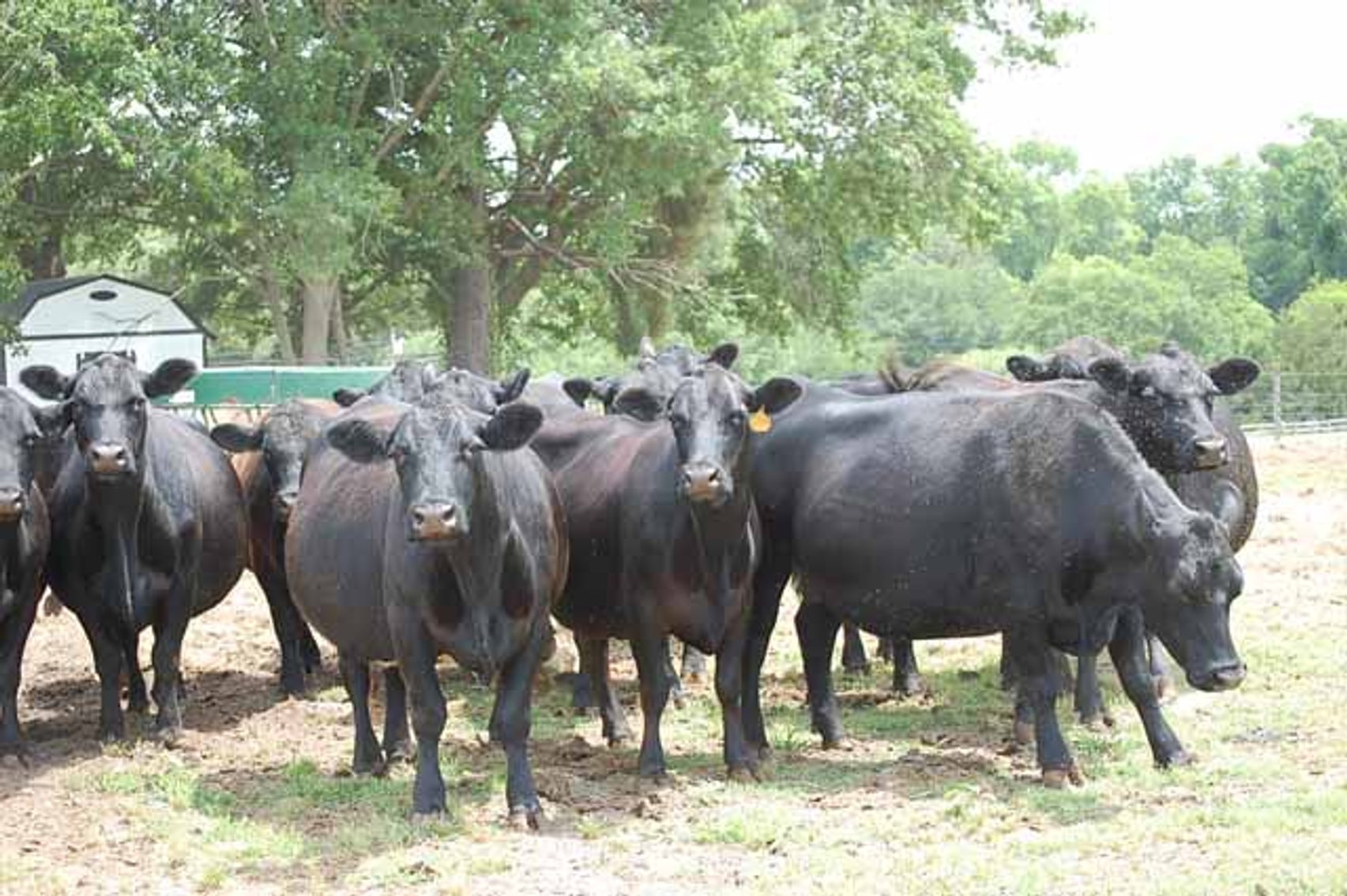 Image for CATTLE AUCTION