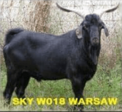 Image for Goat Days of Summer