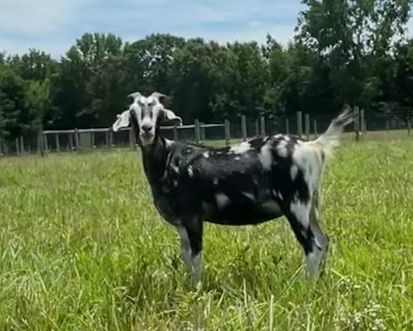 Image for 2022 Appalachian Kiko Invitational Sale