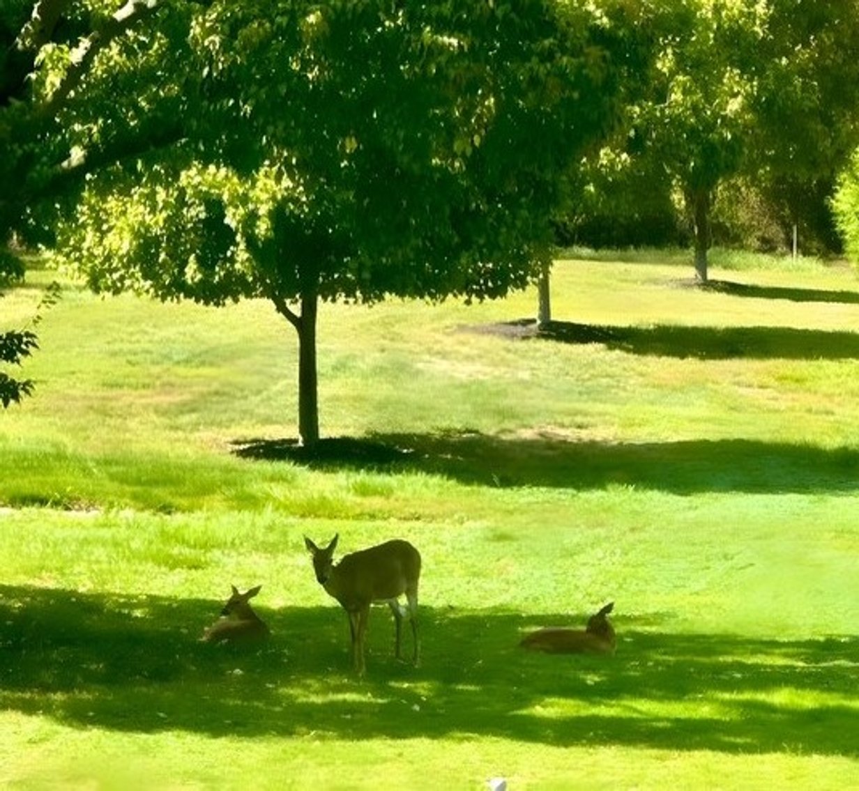 Image for Sold! Real Estate For Sale | 206 Chestnut Lane, North Wales, PA 19454