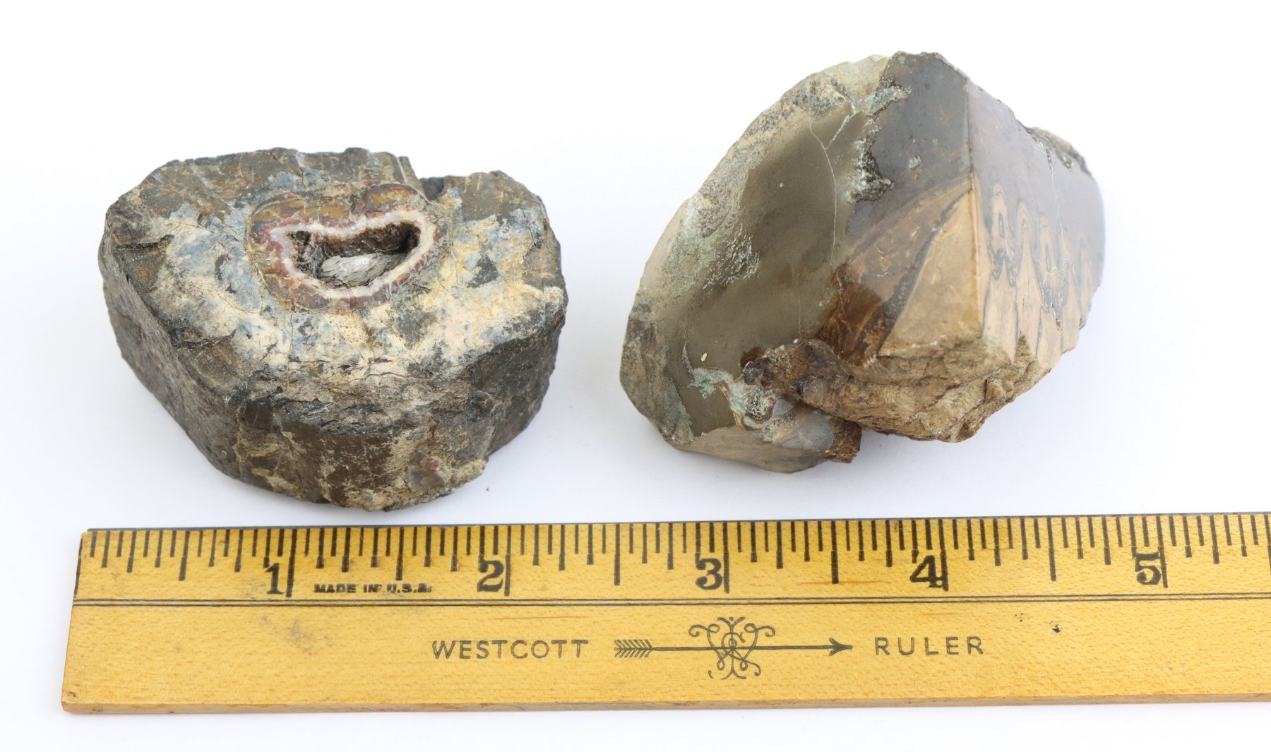Image for Agate & Petrified Wood Assortment