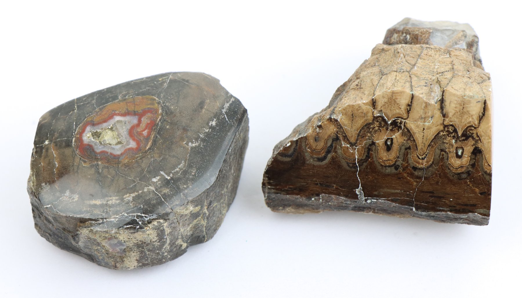 Image for Agate & Petrified Wood Assortment