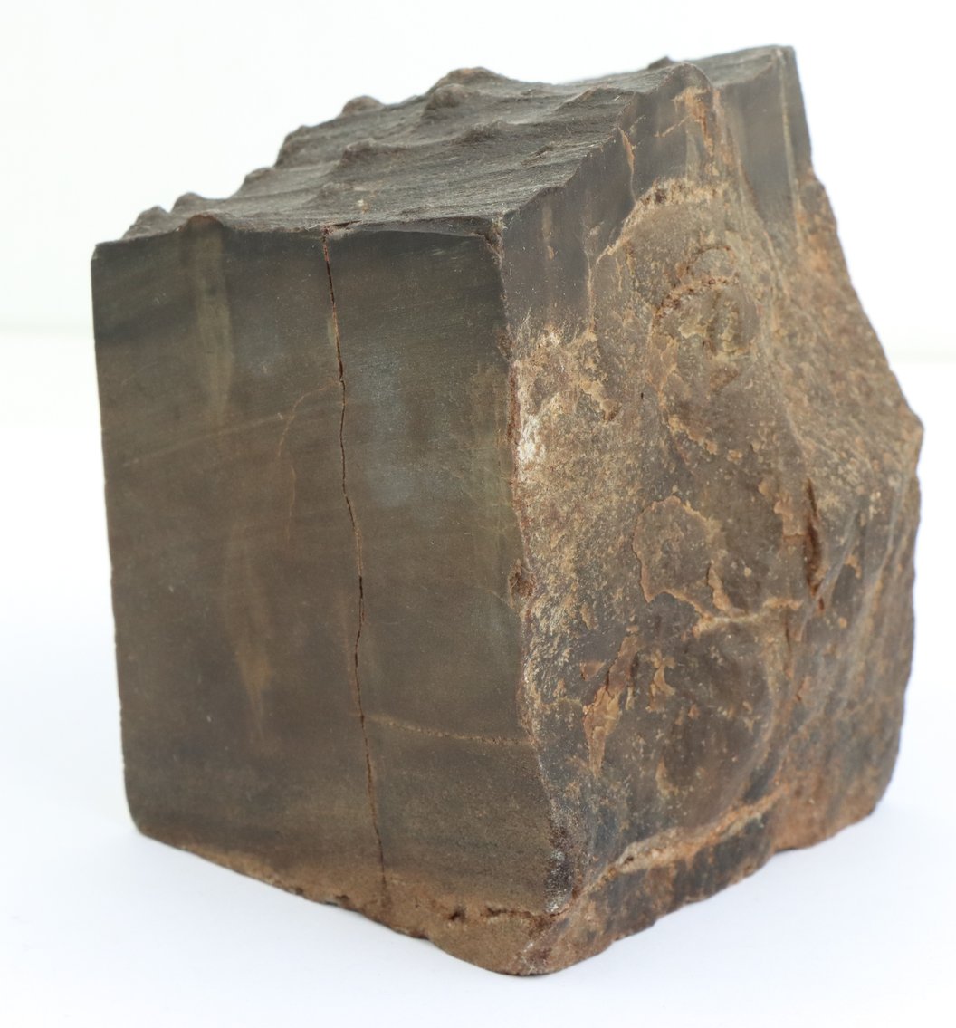 Image for Petrified Wood