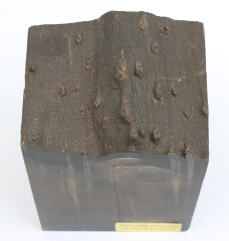 Image for Petrified Wood