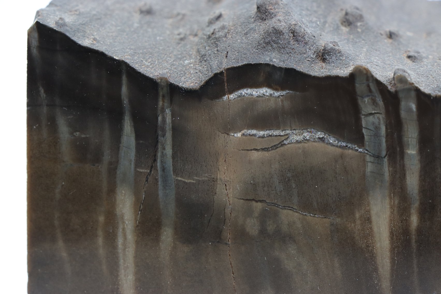 Image for Petrified Wood