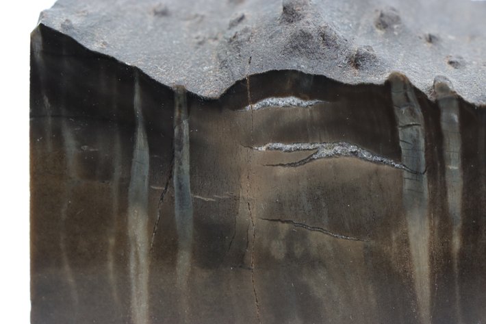 Image for Petrified Wood