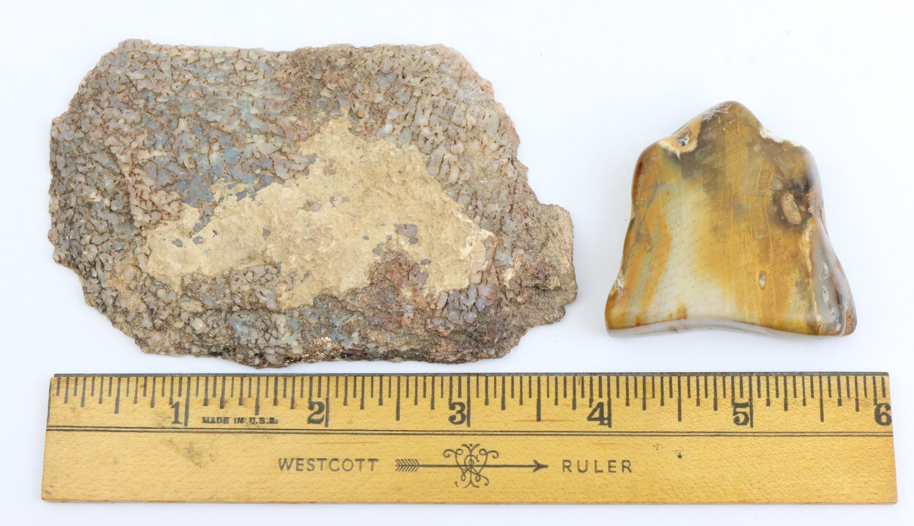 Image for Petrified Wood & Dinosaur Gembone