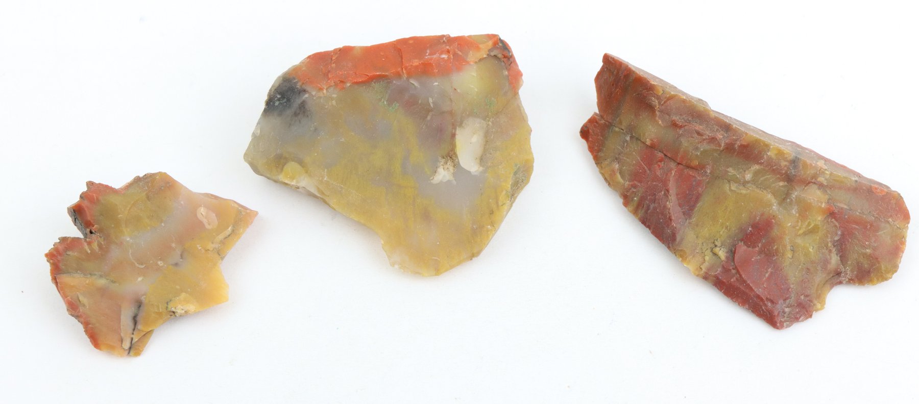 Image for Petrified Wood & Dinosaur Gembone