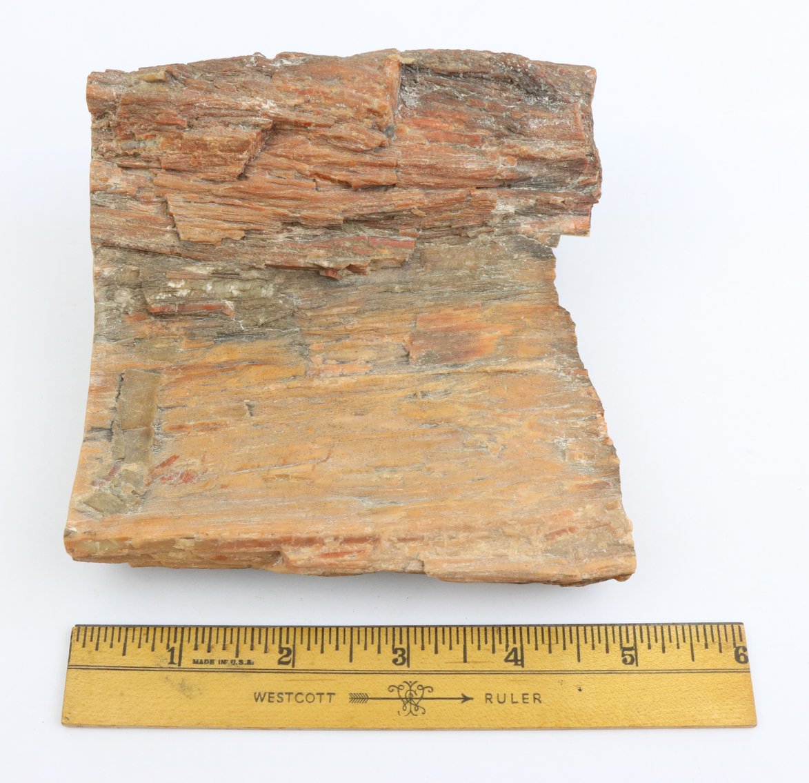 Image for Petrified Wood
