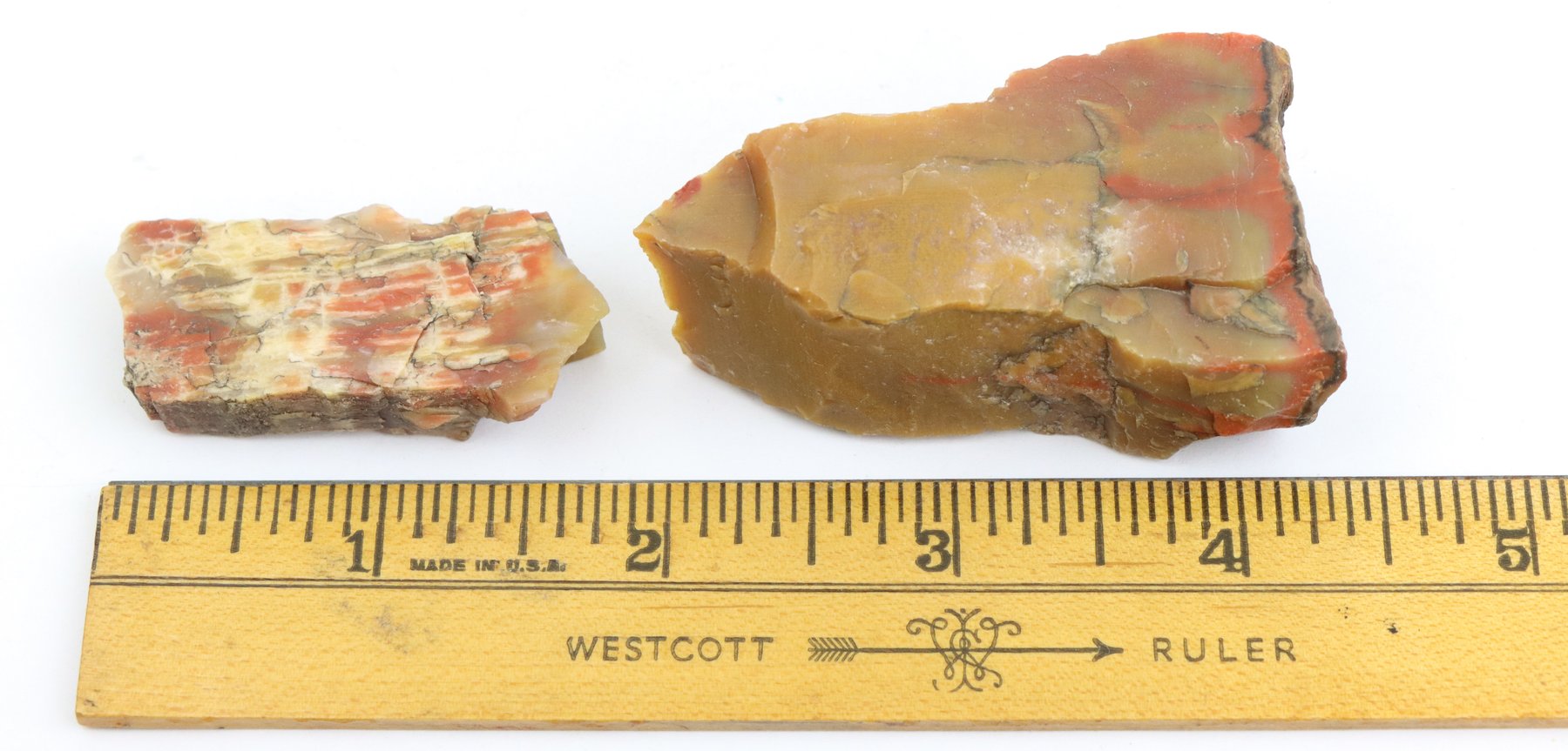 Image for Petrified Wood & Dinosaur Gembone
