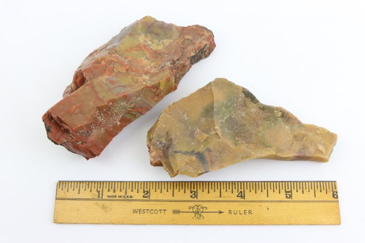 Image for Petrified Wood & Dinosaur Gembone