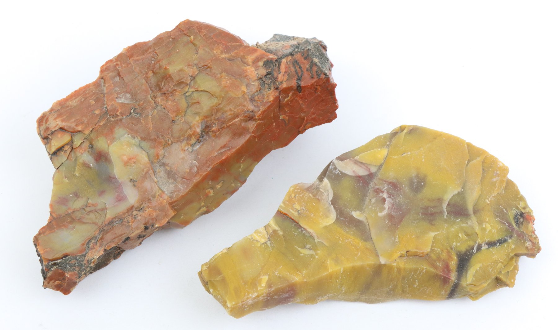 Image for Petrified Wood & Dinosaur Gembone