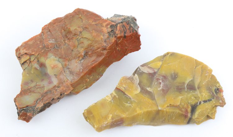 Image for Petrified Wood & Dinosaur Gembone