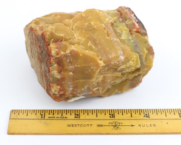 Image for Petrified Wood & Dinosaur Gembone