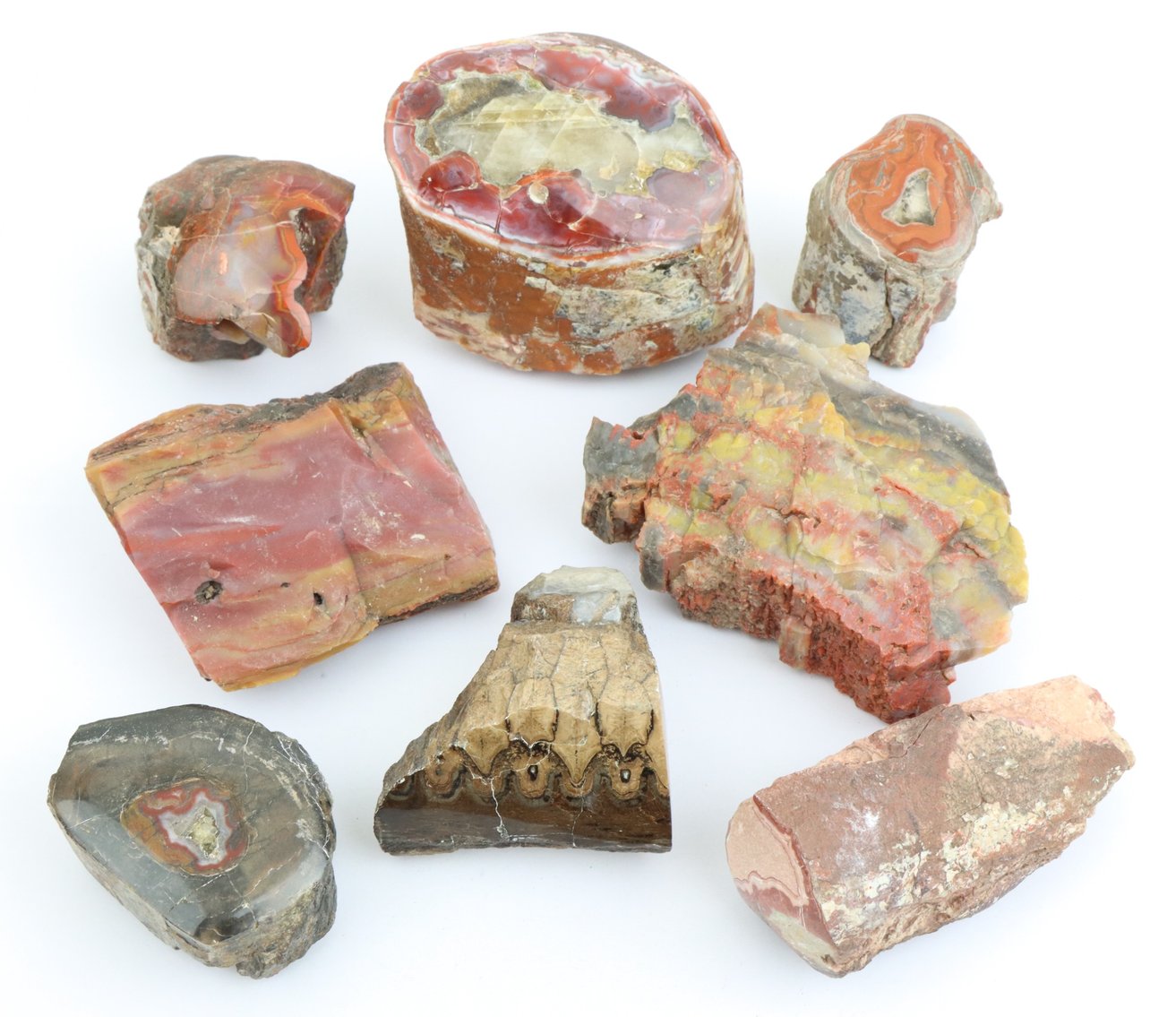 Image for Agate & Petrified Wood Assortment