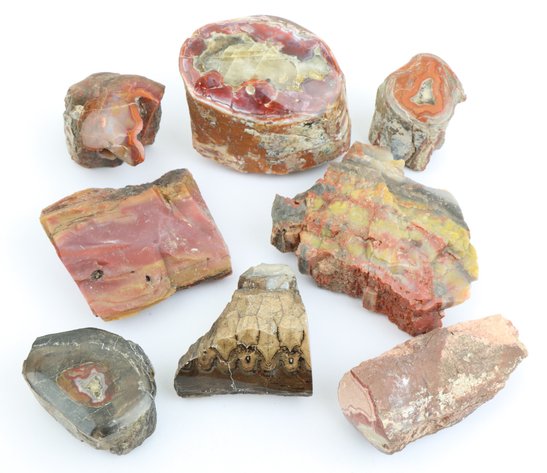 Image for Agate & Petrified Wood Assortment