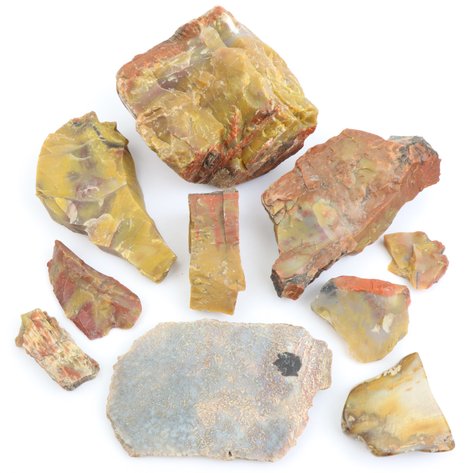 Image for Petrified Wood & Dinosaur Gembone