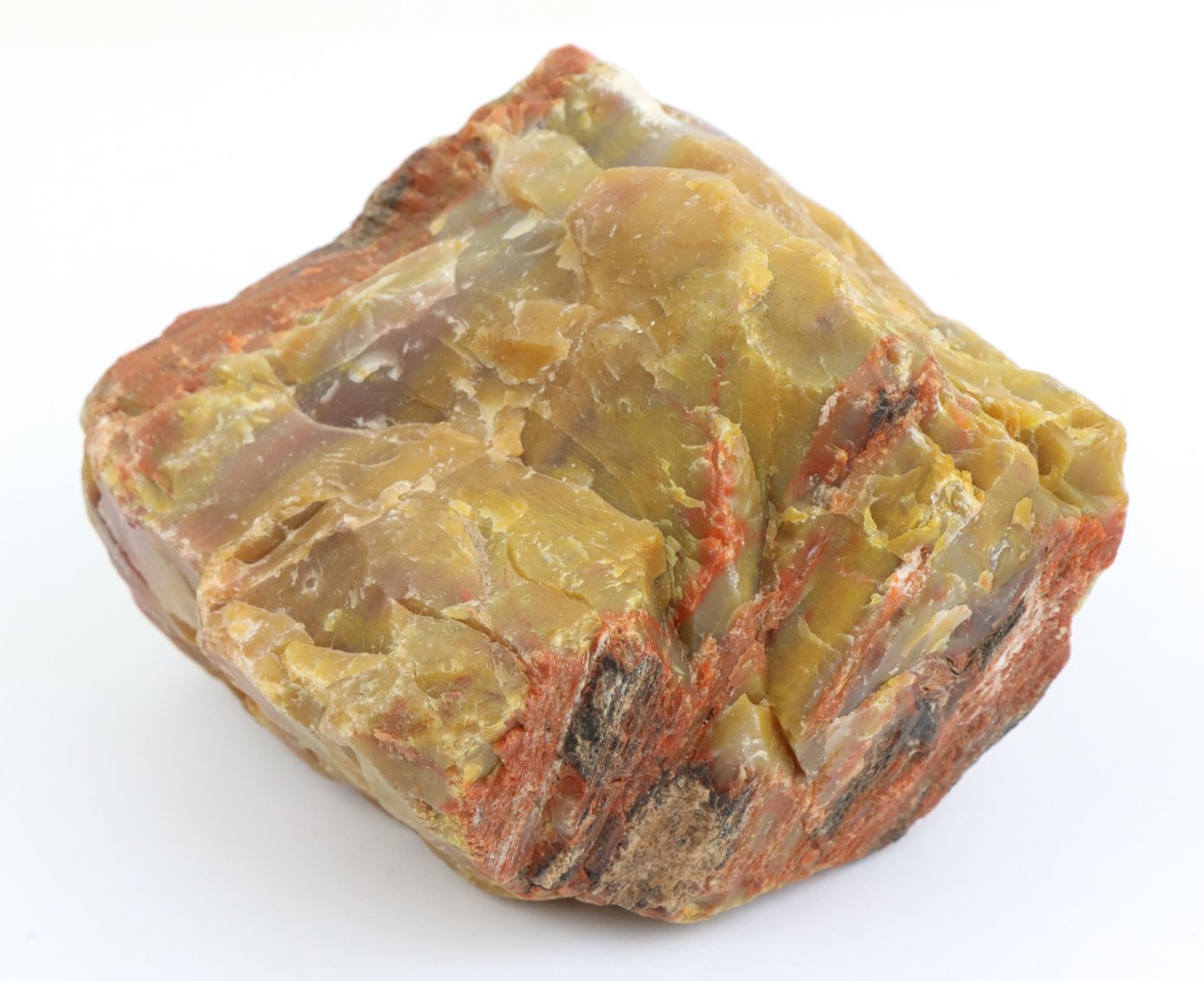 Image for Petrified Wood & Dinosaur Gembone