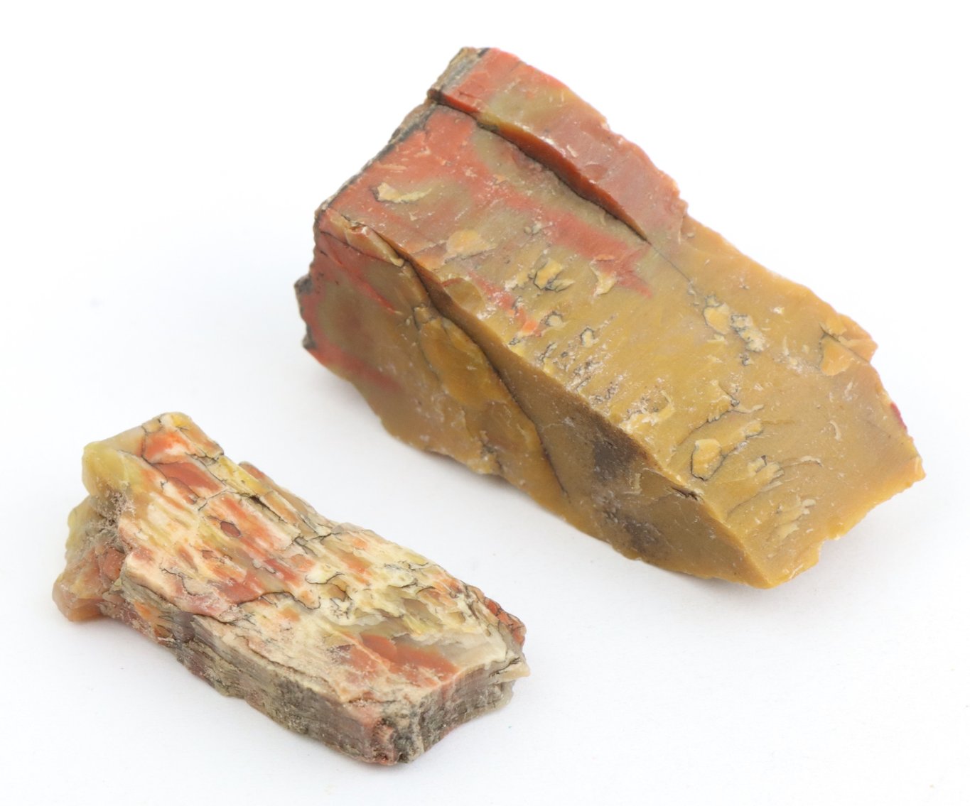 Image for Petrified Wood & Dinosaur Gembone