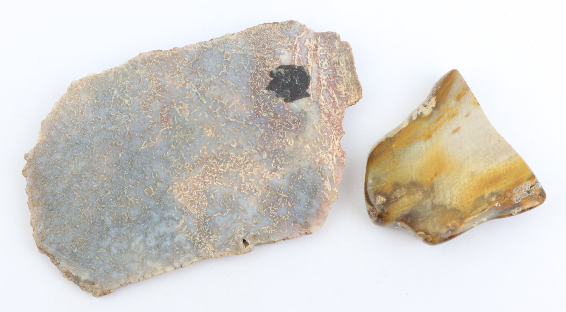 Image for Petrified Wood & Dinosaur Gembone