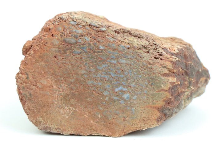 Image for Dinosaur Gembone