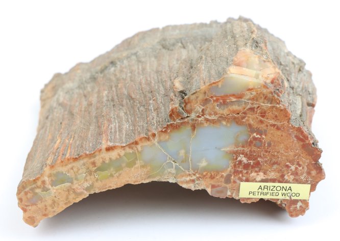 Image for Petrified Wood