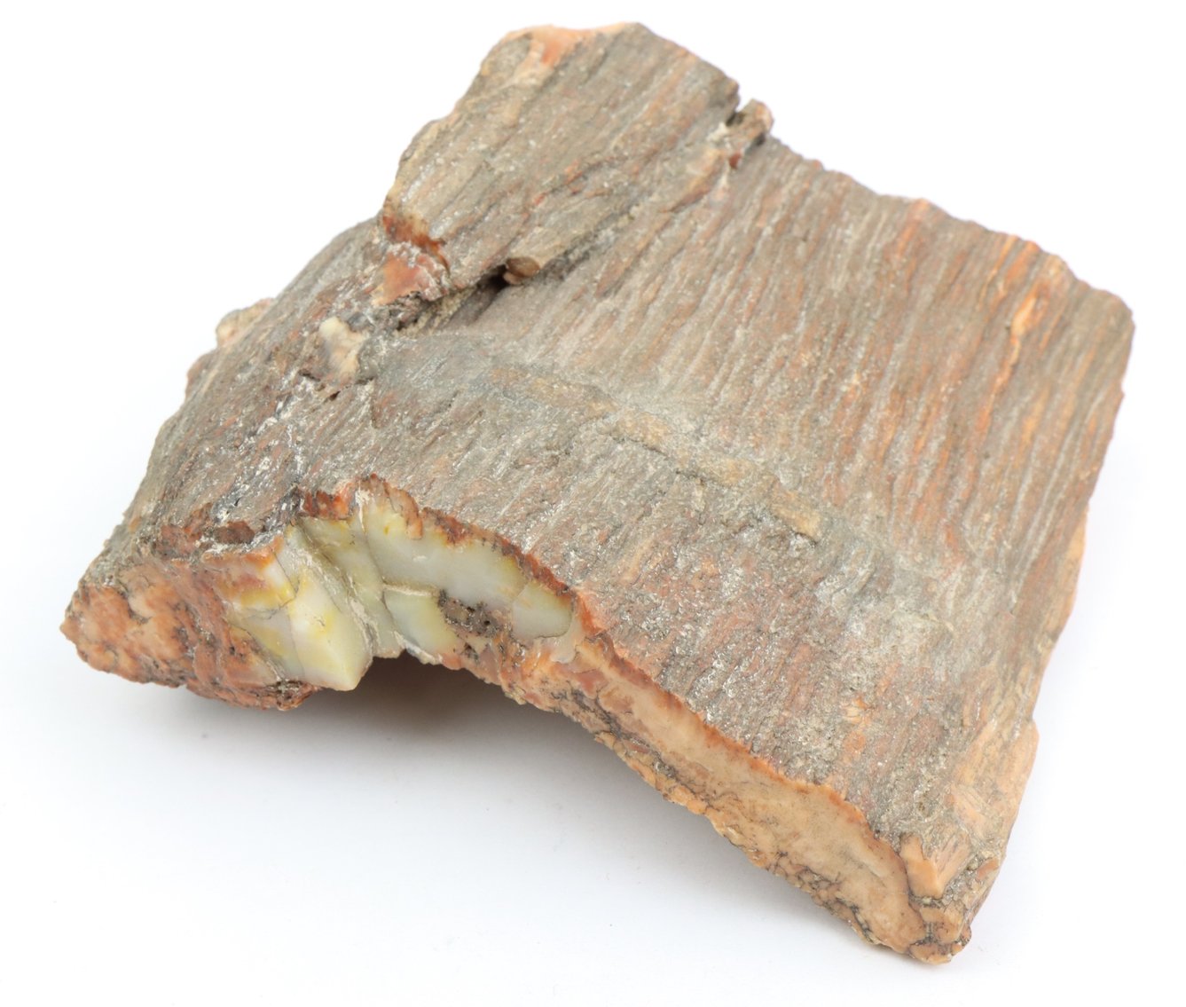 Image for Petrified Wood