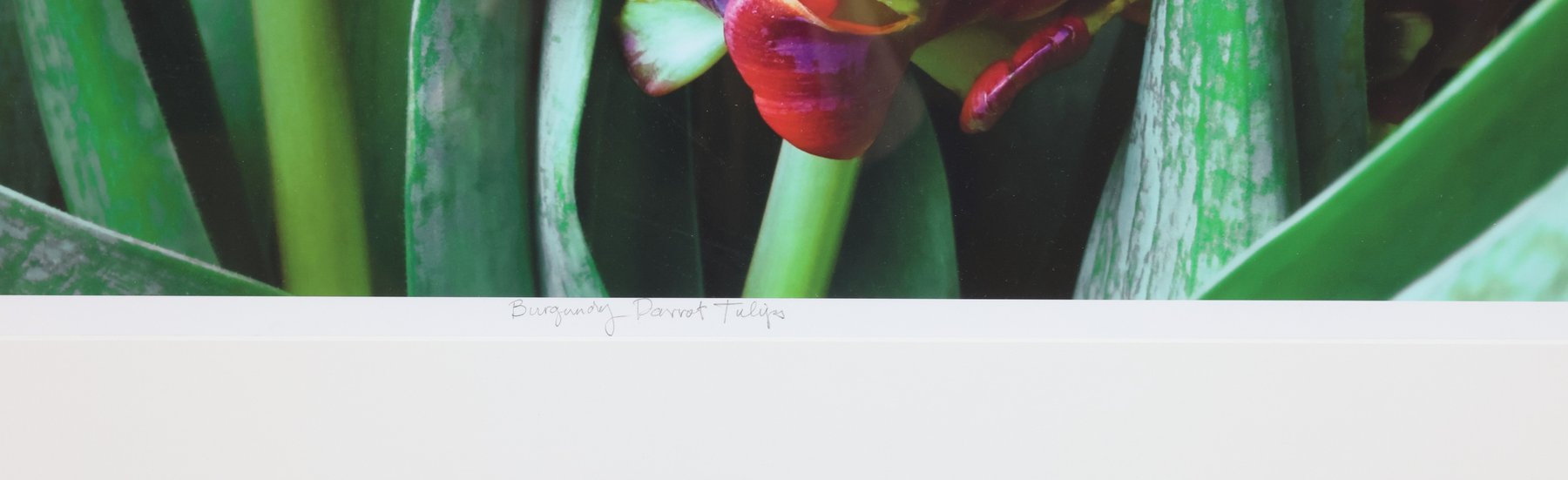 Image for Thomas (Tom) Stiltz (b. 1948)