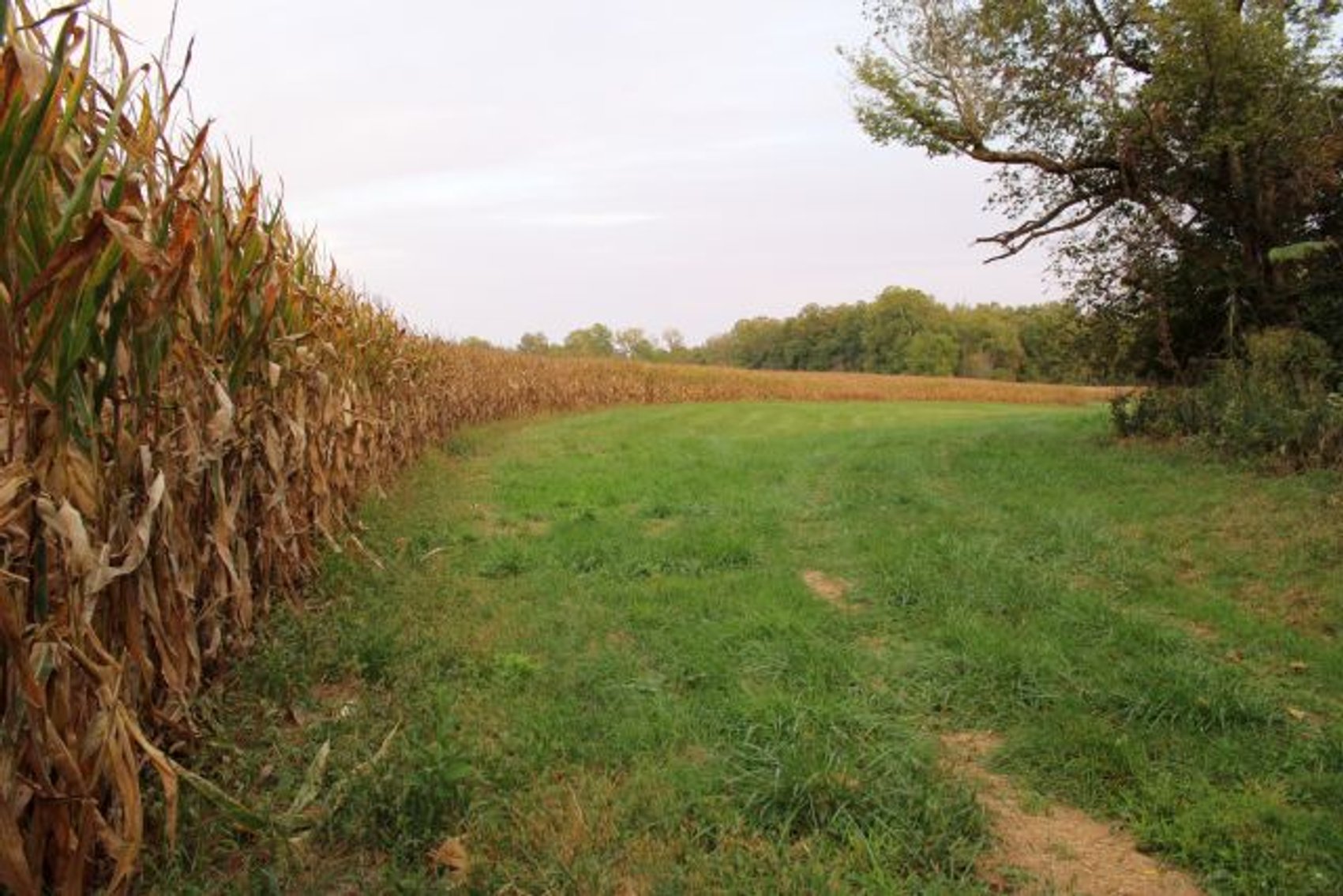 Image for 52+ ACRES - SELLS ABSOLUTE - REGARDLESS OF PRICE