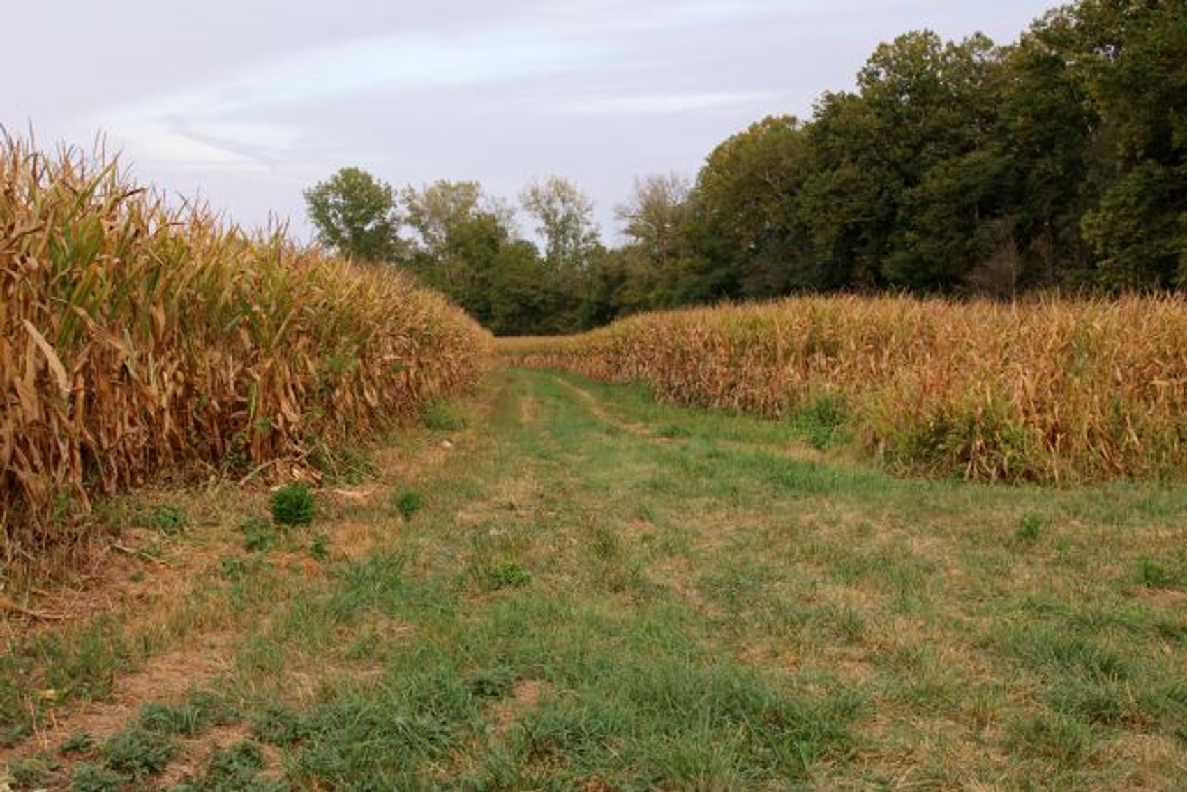 Image for 52+ ACRES - SELLS ABSOLUTE - REGARDLESS OF PRICE
