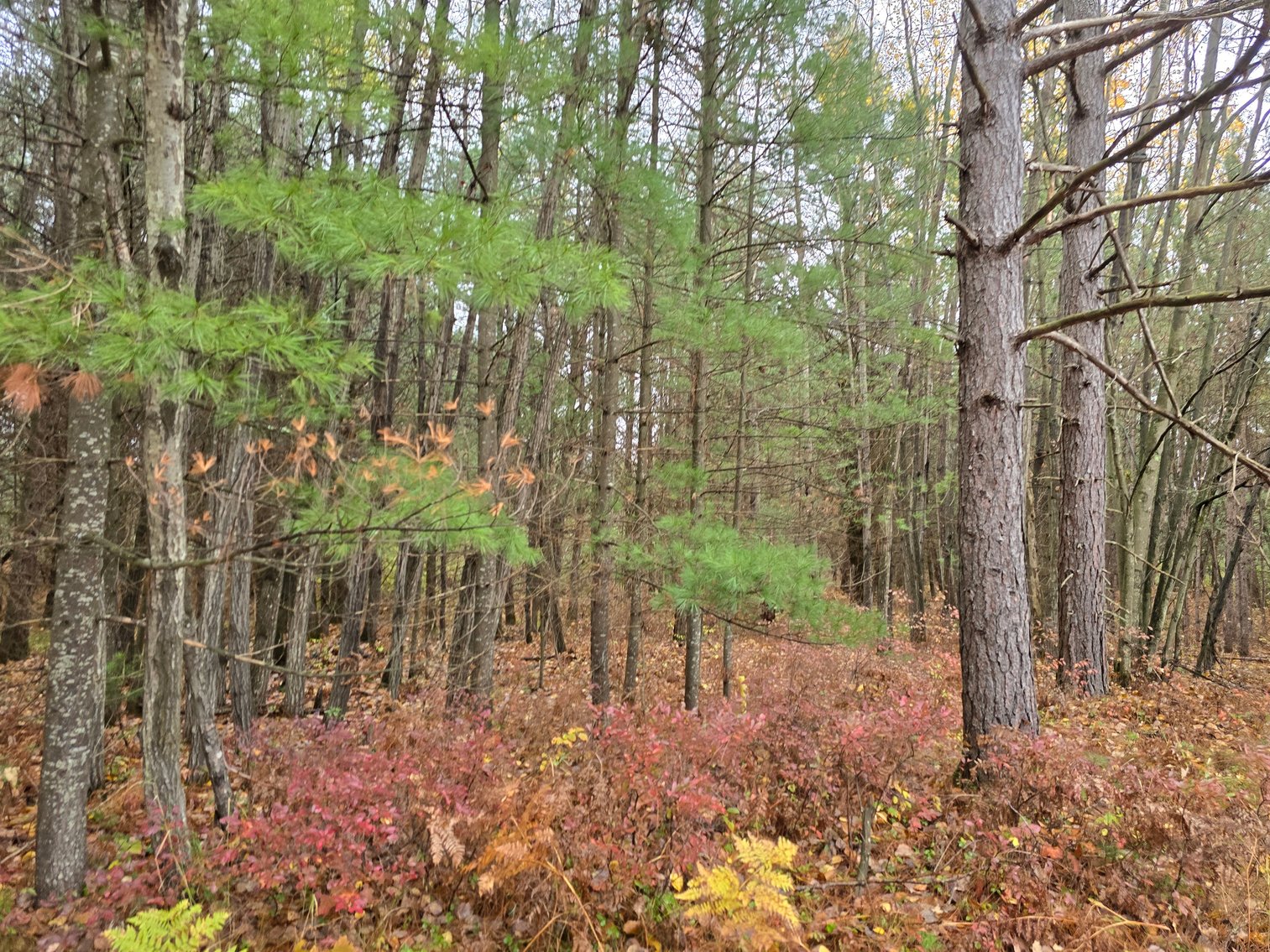 Image for SOLD!!!   MLS# 1940716 - 20 Acres Hunting Land