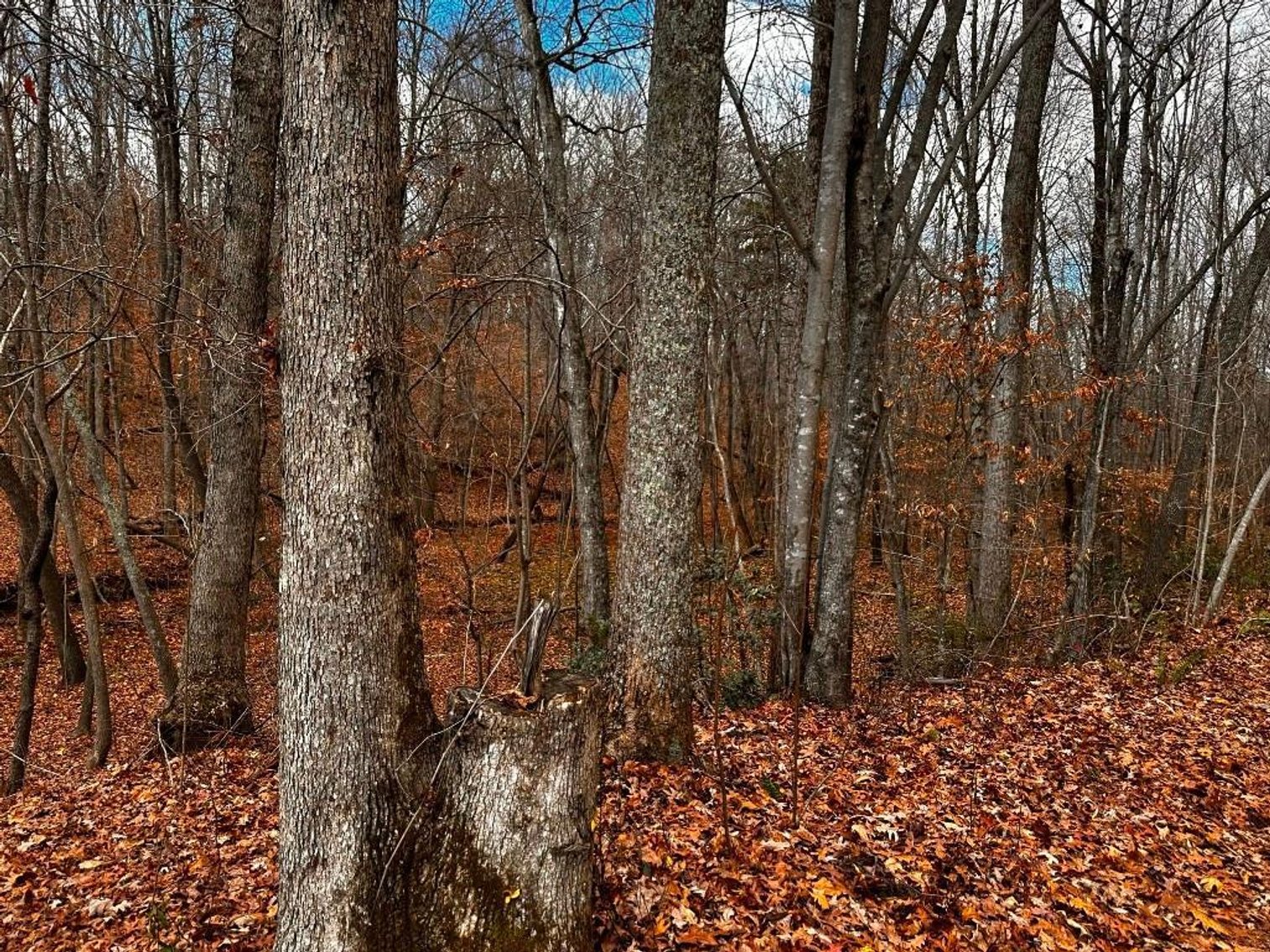 Image for House On 8 +/- Acres Callands VA
